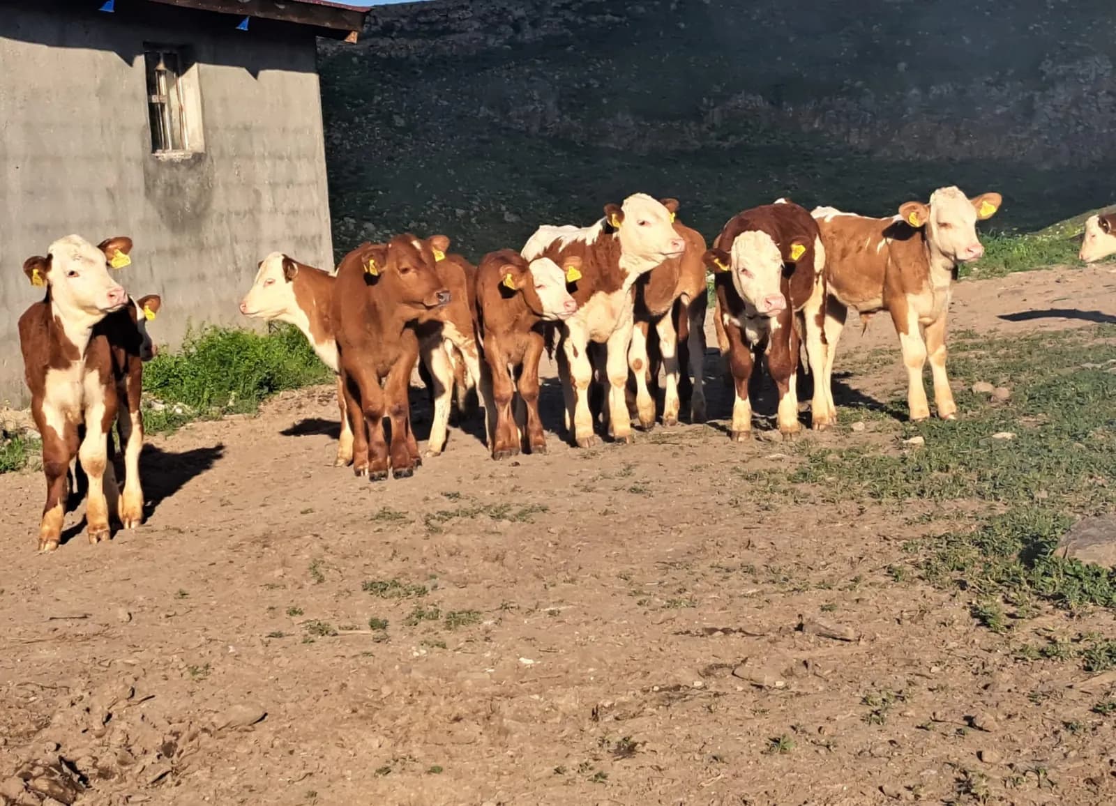 Kars’ta çiftlik avlusunda küpeli buzağılar