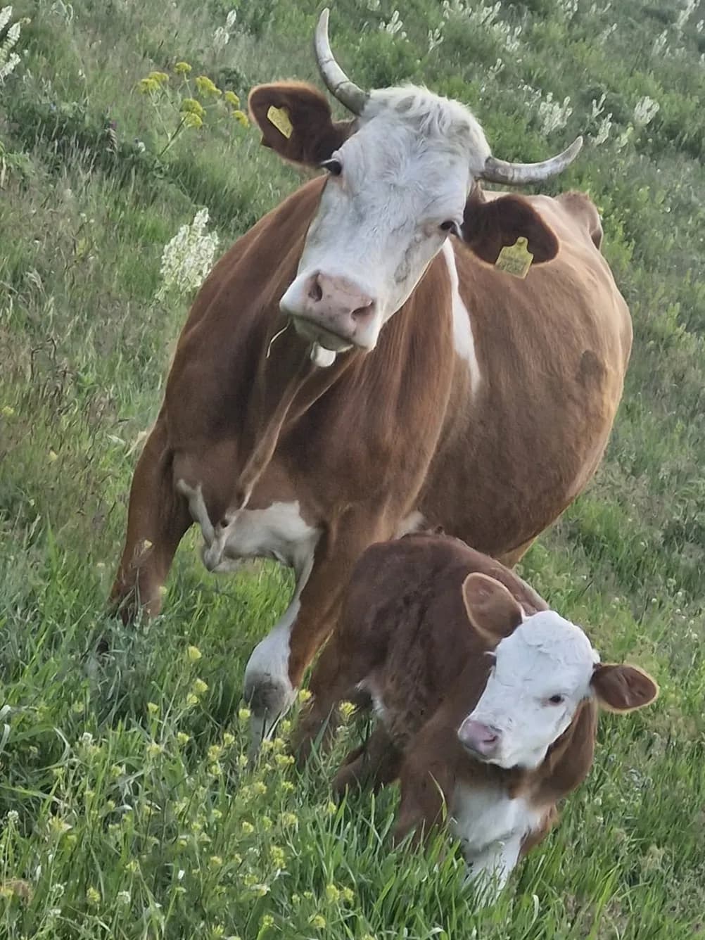 Yamaçta yürüyen inek ve buzağısı, Kars merası