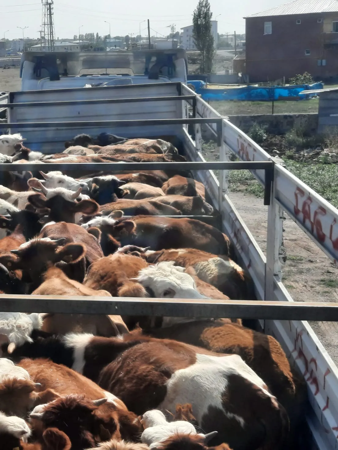 Kars’ta sevkiyat için yüklenmiş hayvanlar ve kamyon