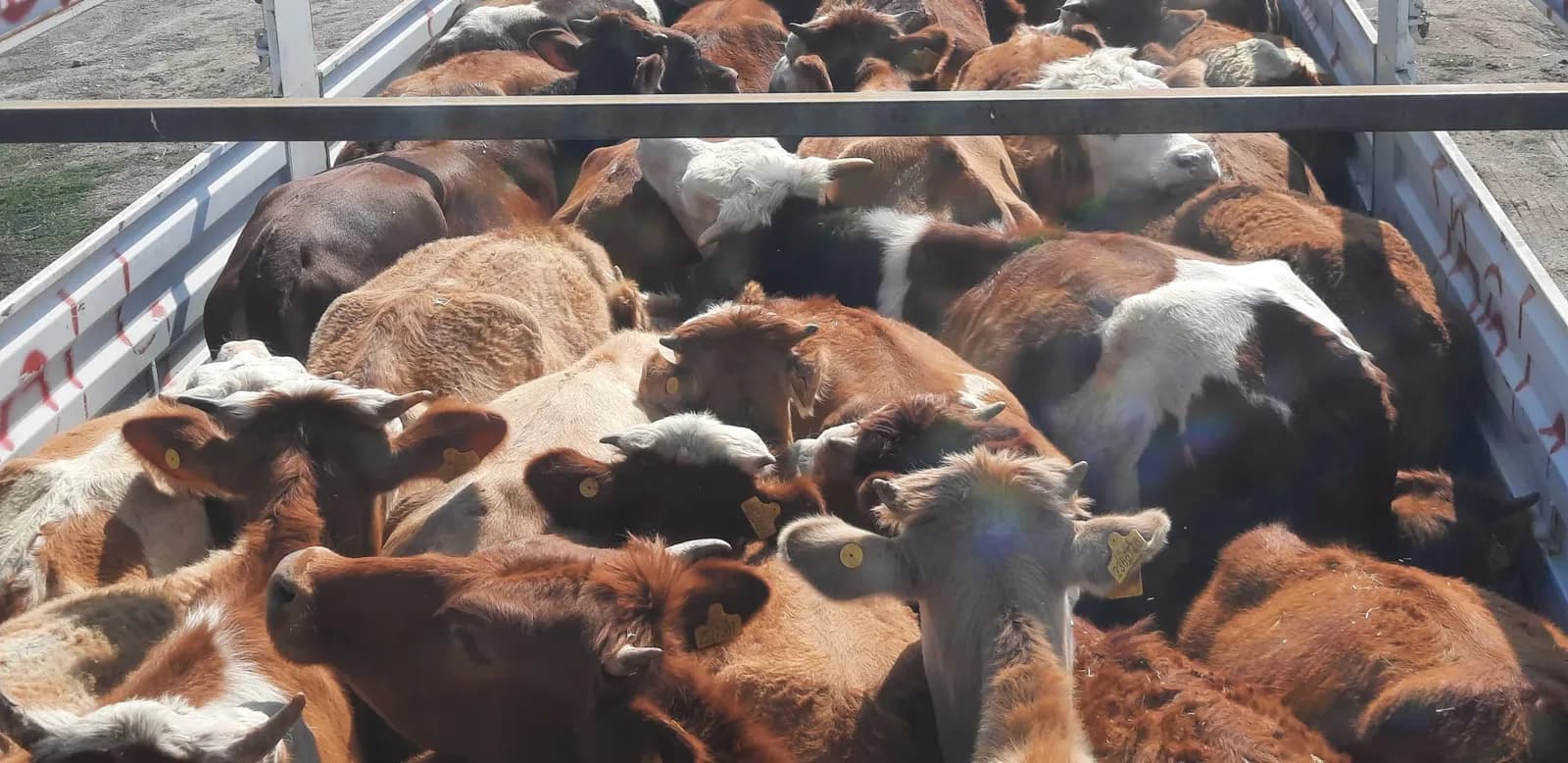 Sevkiyat için kamyon kasasına yüklenmiş büyükbaş hayvanlar