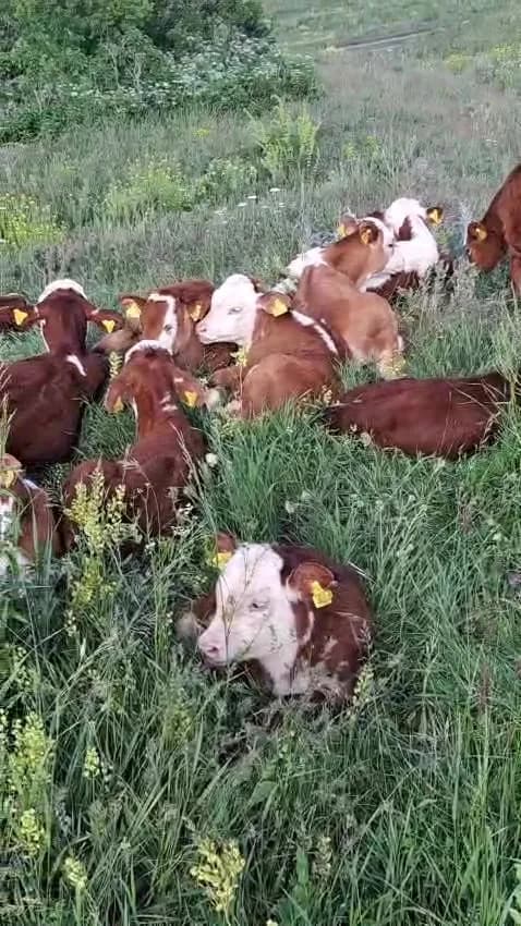 Yaylada uzun otların arasında dinlenen küpeli buzağılar